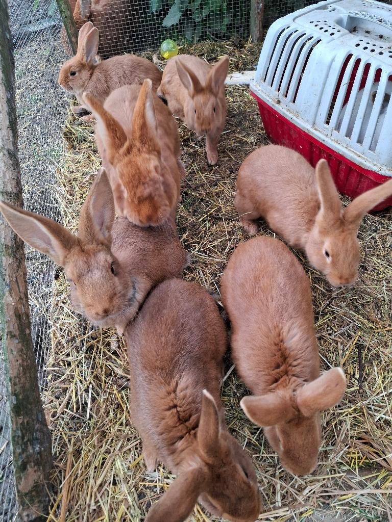 Lapins, Animaux & Accessoires, Lapins, Plusieurs animaux, Grand, 0 à 2 ans