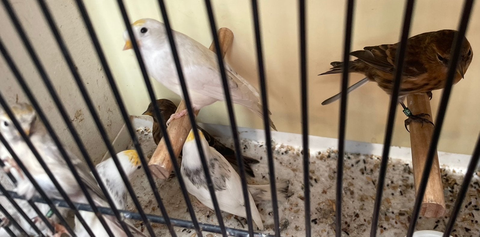 Barmsijzen 2026, Dieren en Toebehoren, Meerdere dieren, Wildzangvogel, Geringd