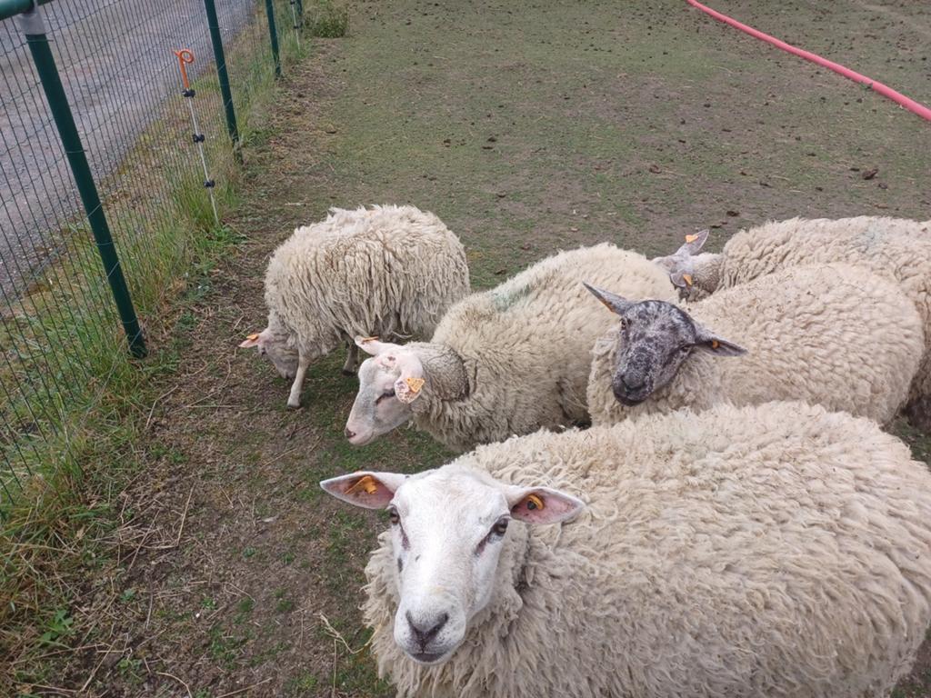 Moutons à vendre pour l'Aïd Adha., Animaux & Accessoires, Moutons, Chèvres & Cochons, Mouton, Mâle, 0 à 2 ans
