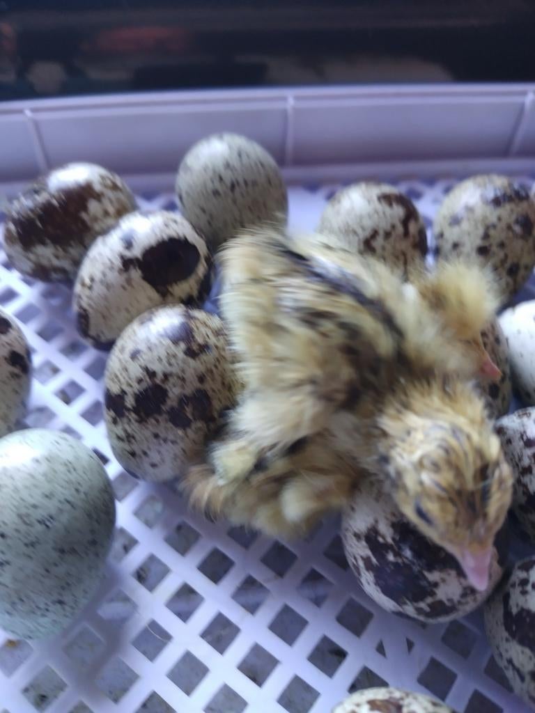 Cailles, Animaux & Accessoires, Volatiles