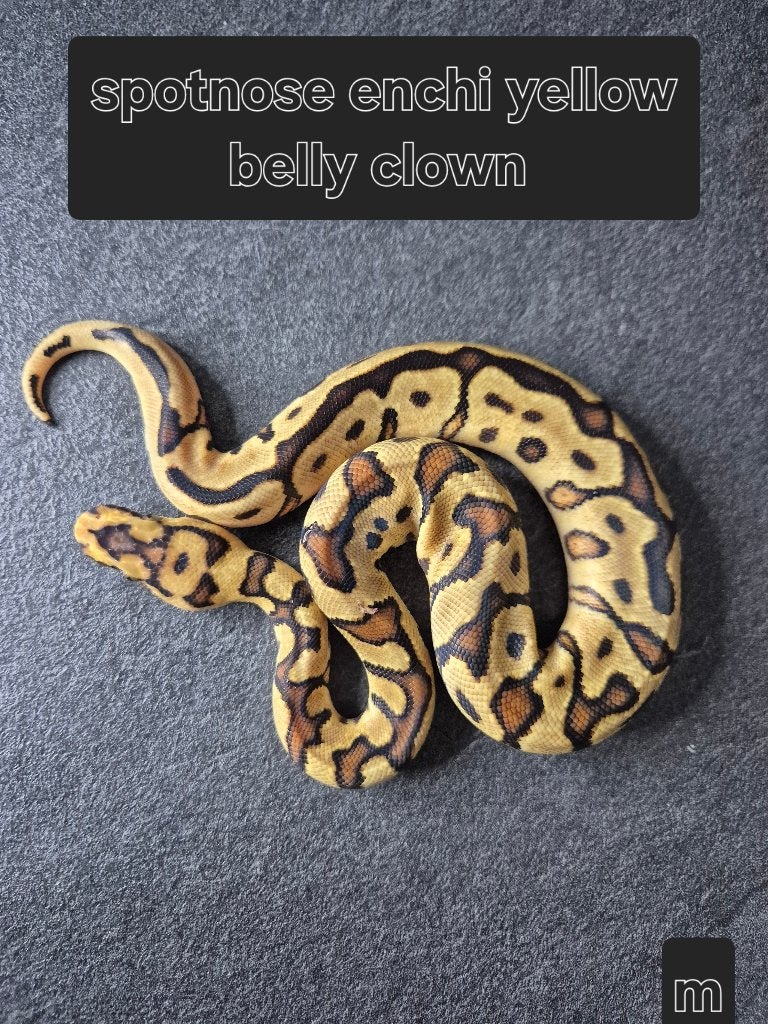 Python regius, Animaux & Accessoires, Serpent, 0 à 2 ans