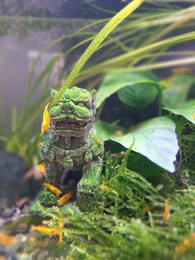 Gele neocaridina garnalen
