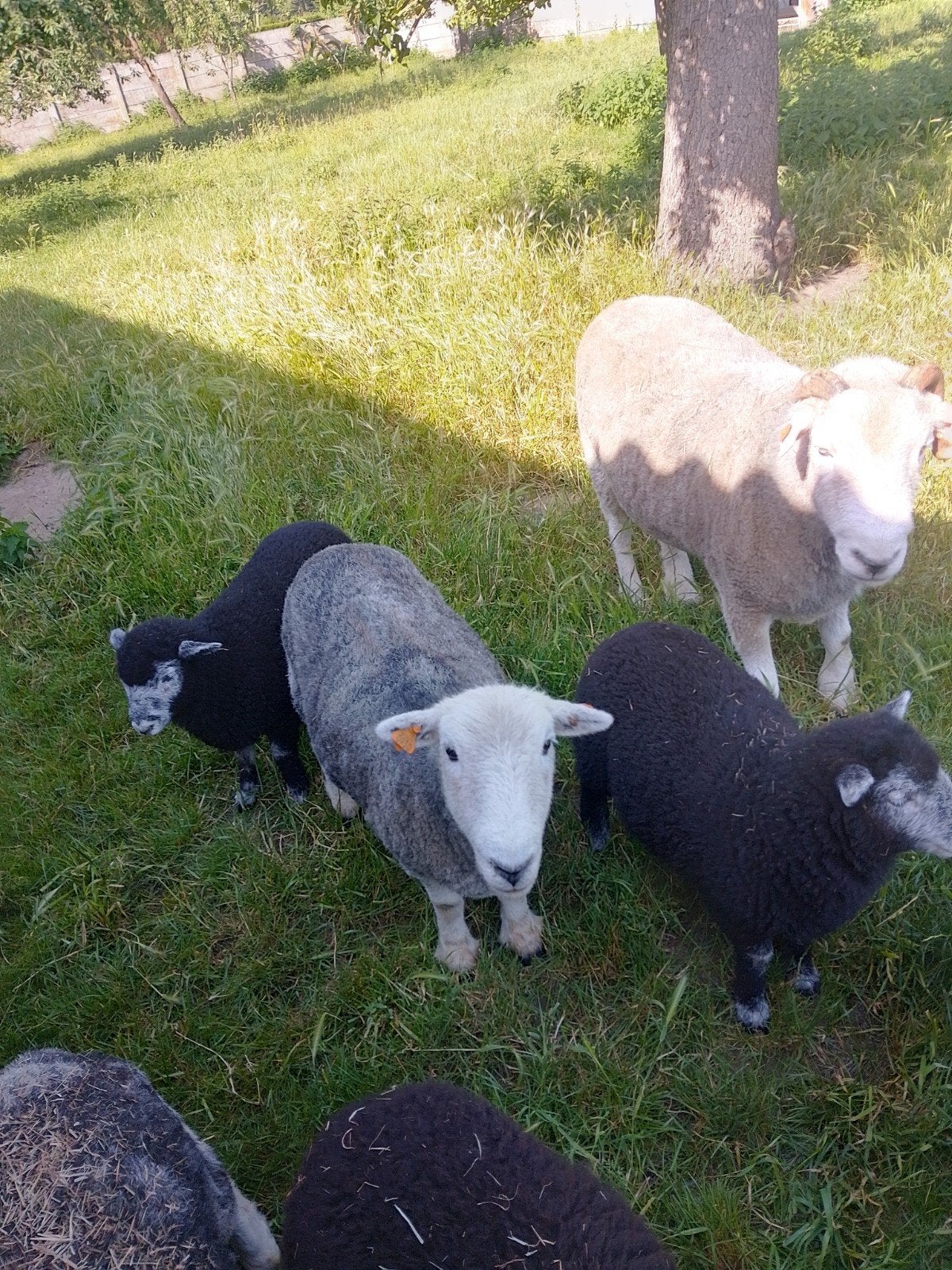 Herdwick schapen., Dieren en Toebehoren