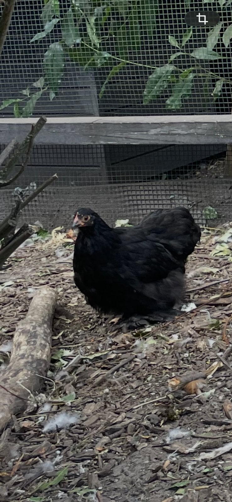 Cochin kriel zwart te koop, Plusieurs animaux, Poule ou poulet