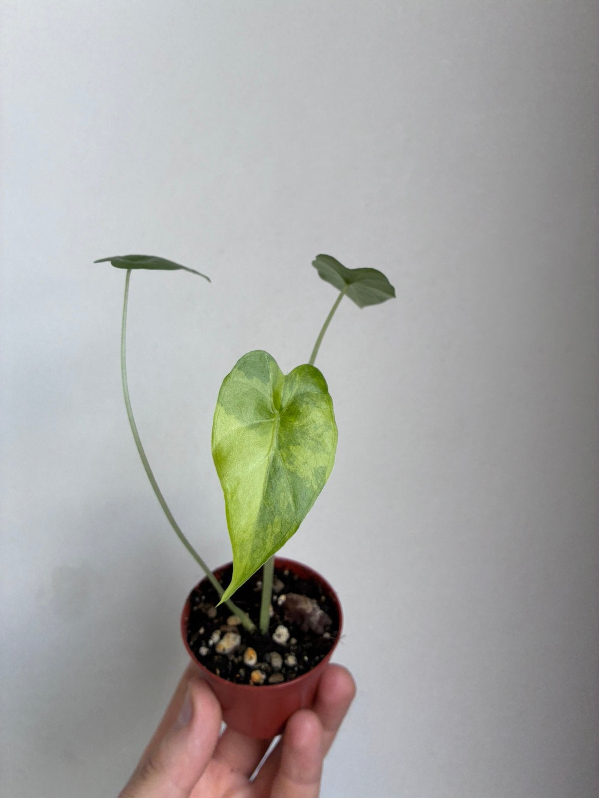 Alocasia gaganea aurea, Ophalen