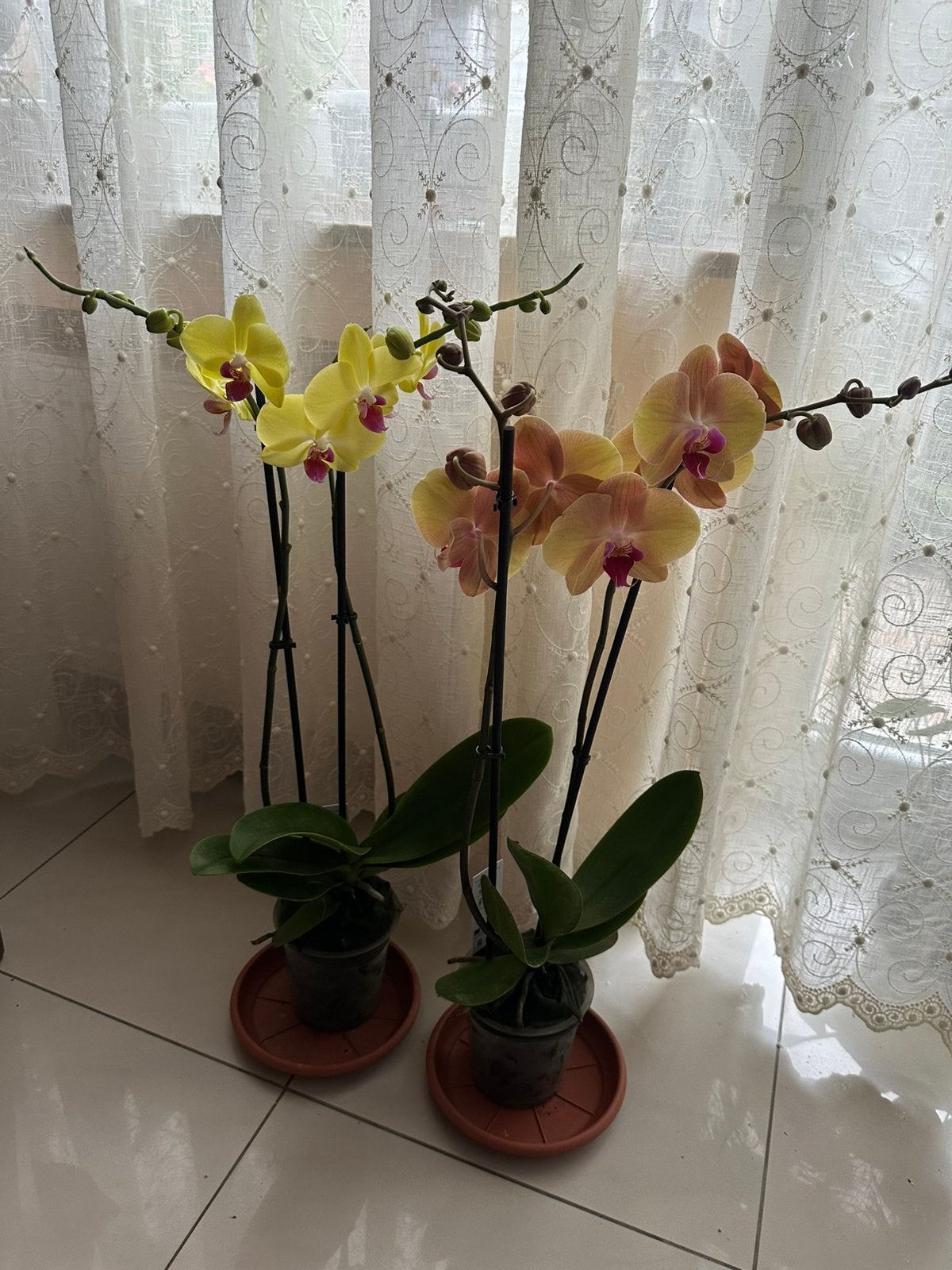 Orchidée phalaenopsis, Maison & Meubles, Autres espèces, En pot, Plante à fleurs, Moins de 100 cm
