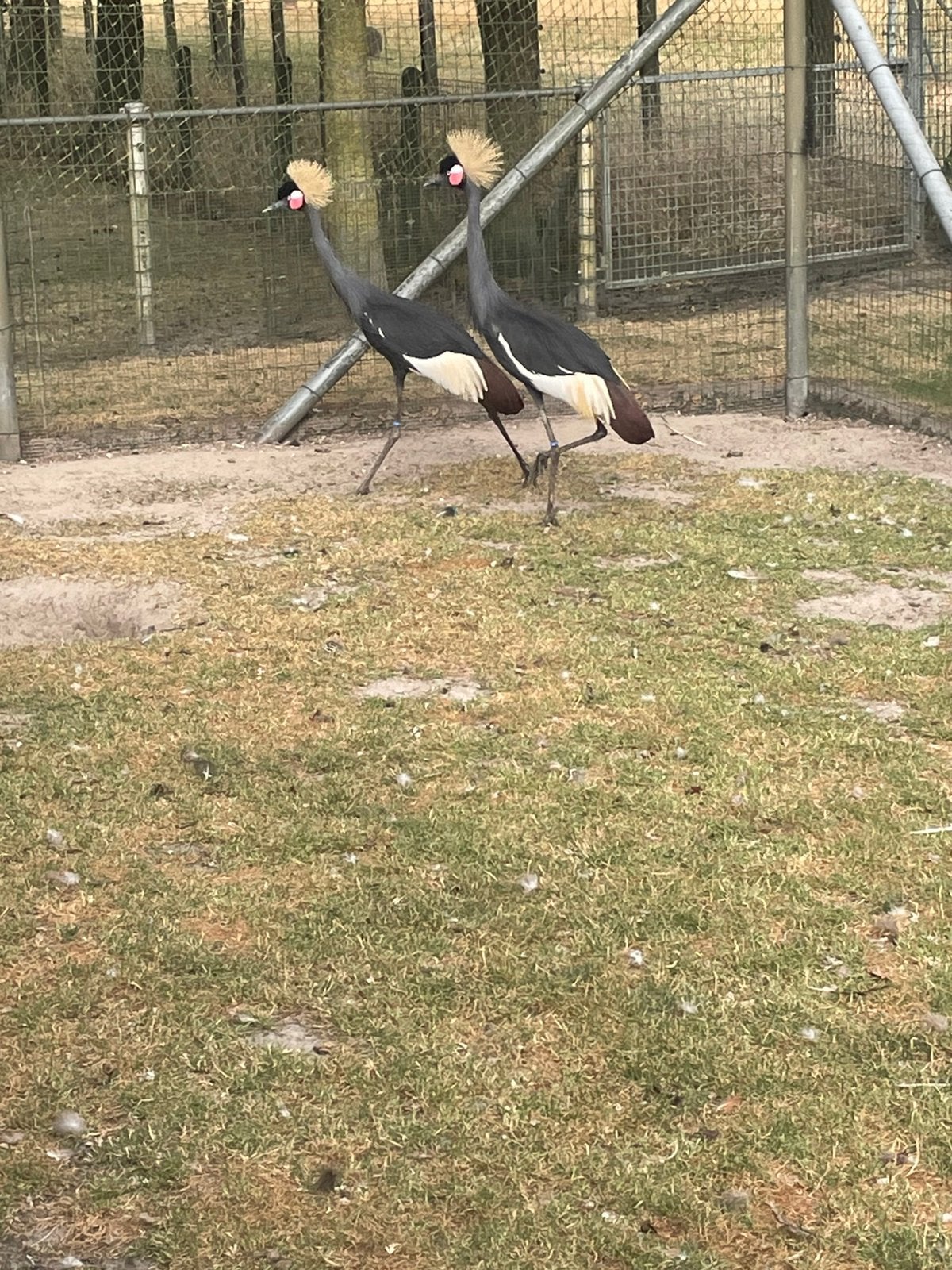 Zwarte kroonkraanvogels, Dieren en Toebehoren, Pluimvee, Meerdere dieren, Overige soorten