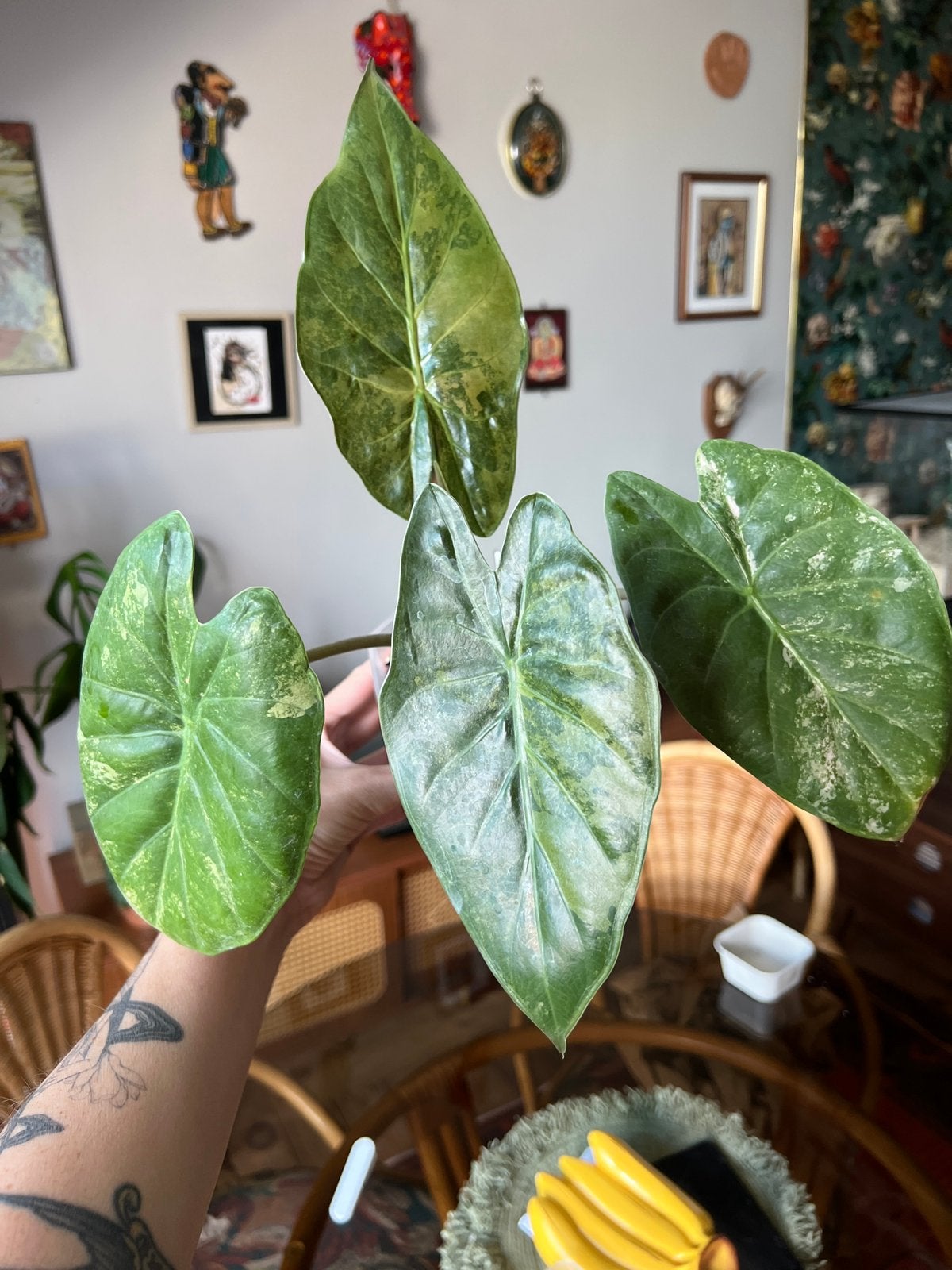 Alocasia Wentii pink variegata, Enlèvement
