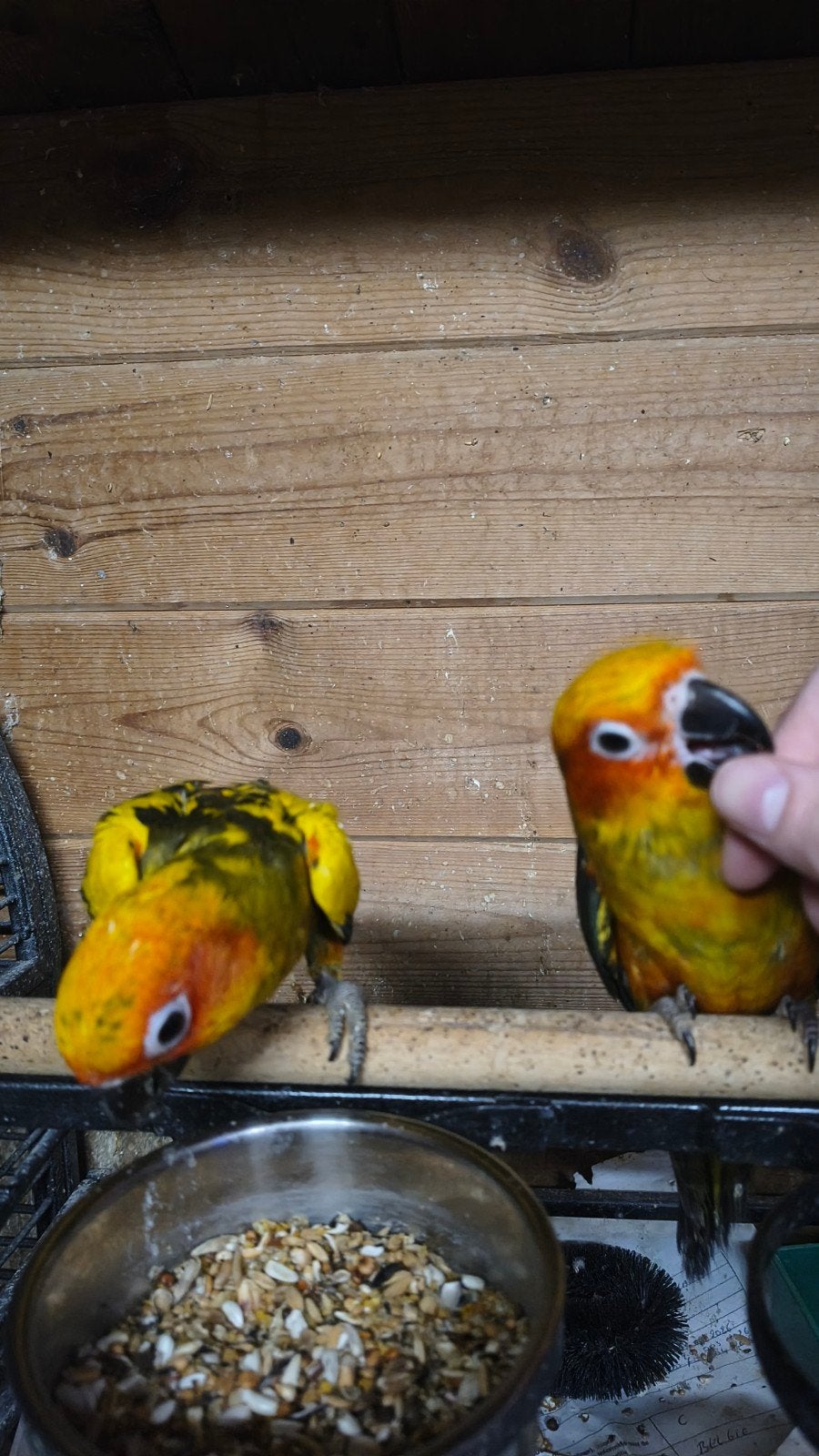 zonparkieten, Dieren en Toebehoren, Meerdere dieren, Parkiet, Tam
