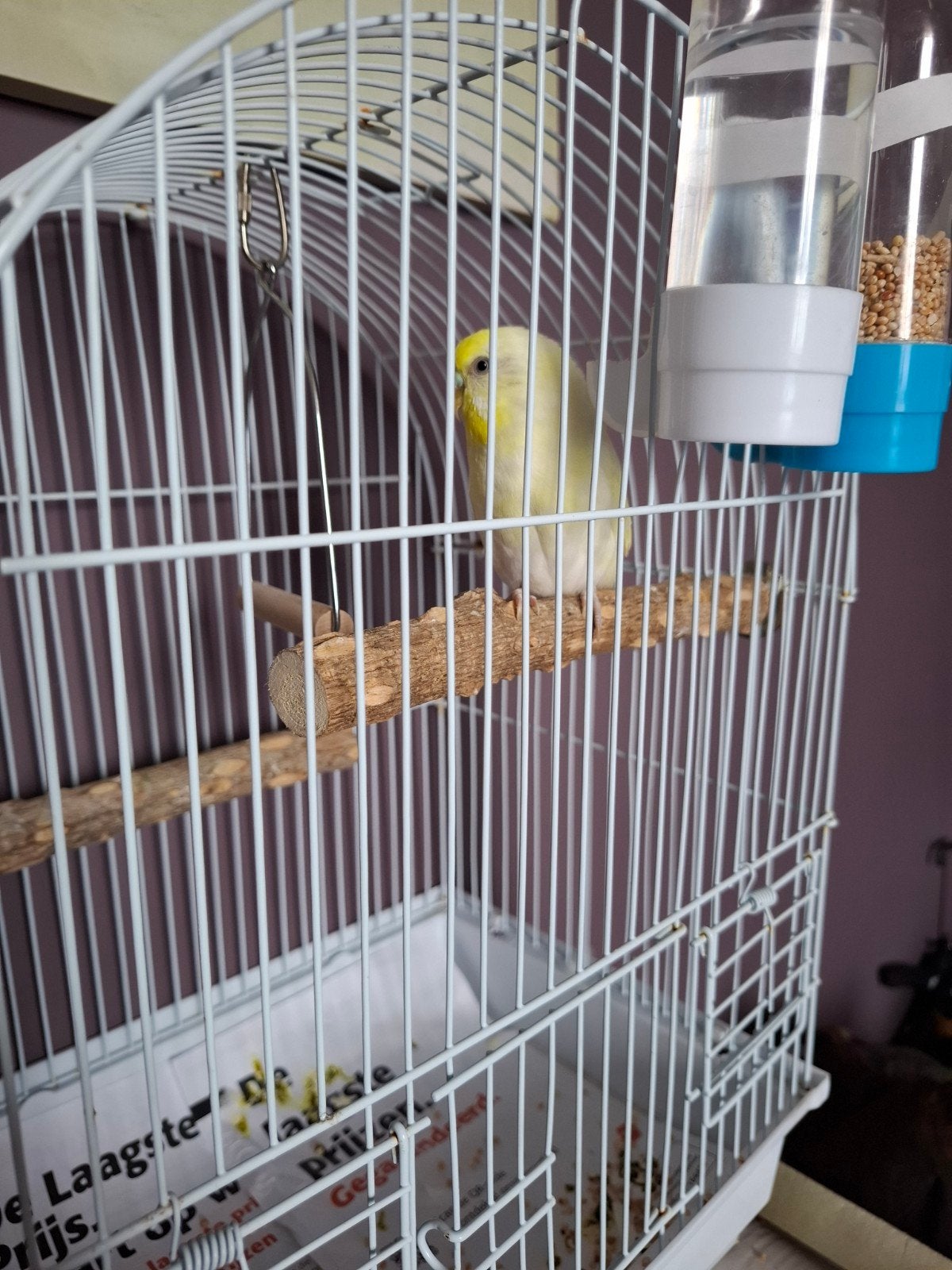 Kooi +