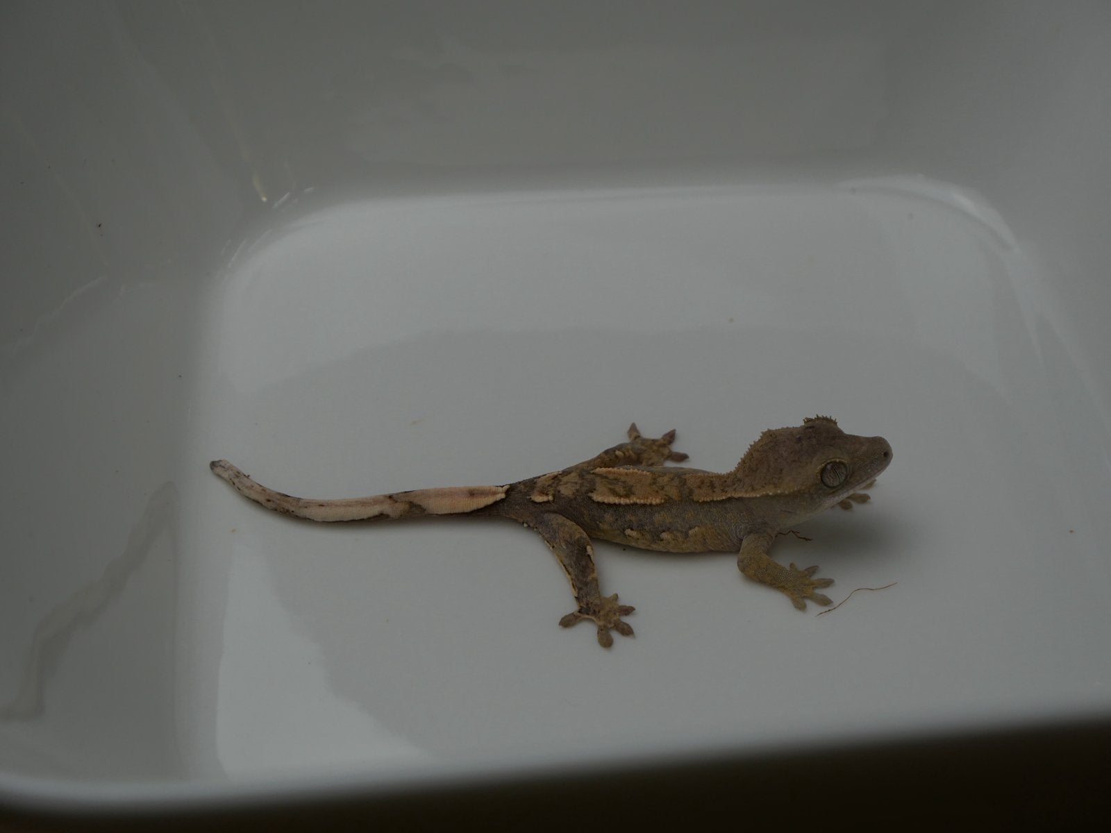 gecko à crête nc 2026, Animaux & Accessoires, Reptiles & Amphibiens, Lézard, 0 à 2 ans