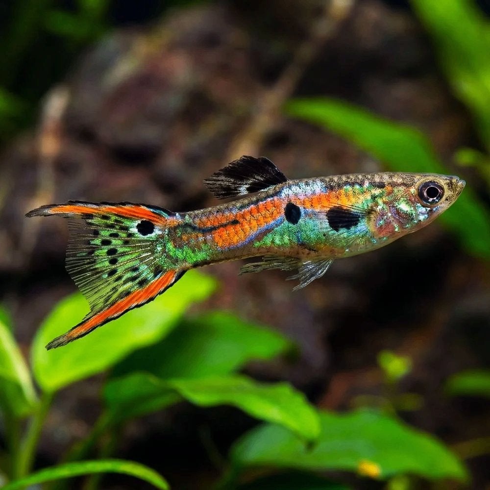 Kleurrijke Hybride Endler x Guppy (Wingei x Reticulata), Dieren en Toebehoren, Vis, Zoetwatervis