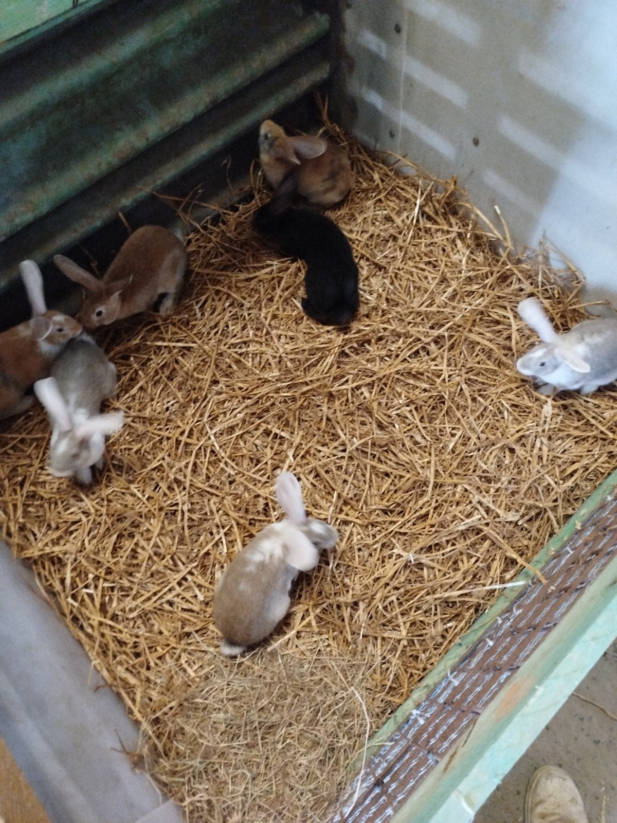 lapins, Animaux & Accessoires, Lapins, Femelle