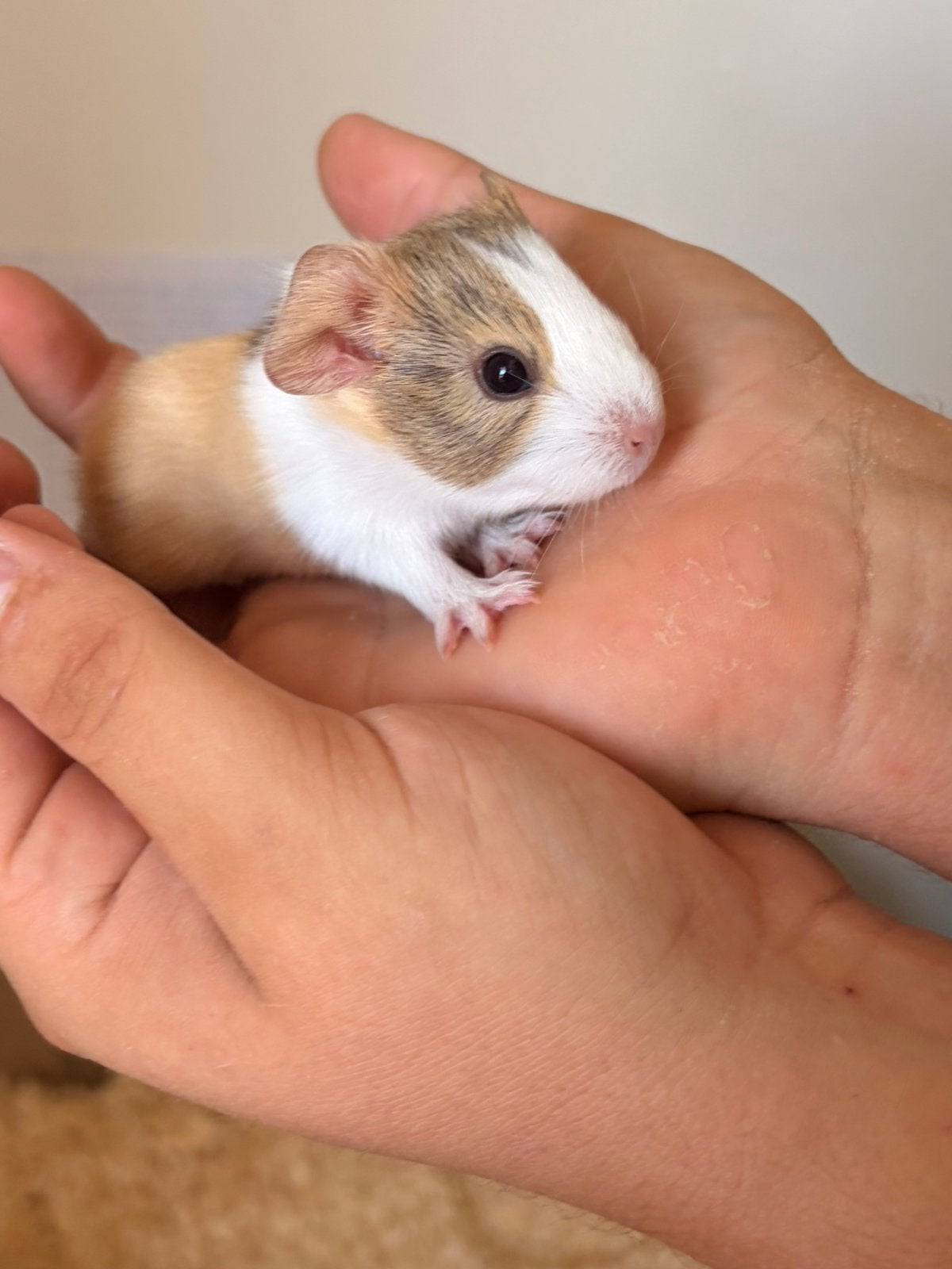 Pasgeboren cavia’s, Juillet, Sexe inconnu, Cobaye