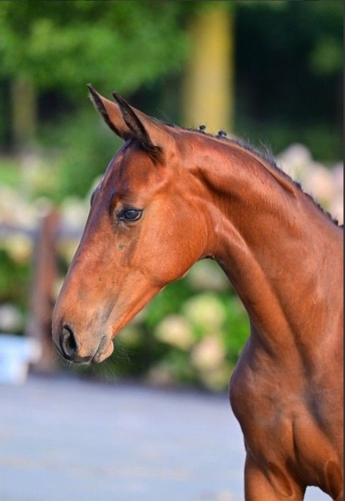 Spring hengstenveulen, Springpaard, Met stamboom, 0 tot 2 jaar, Hengst