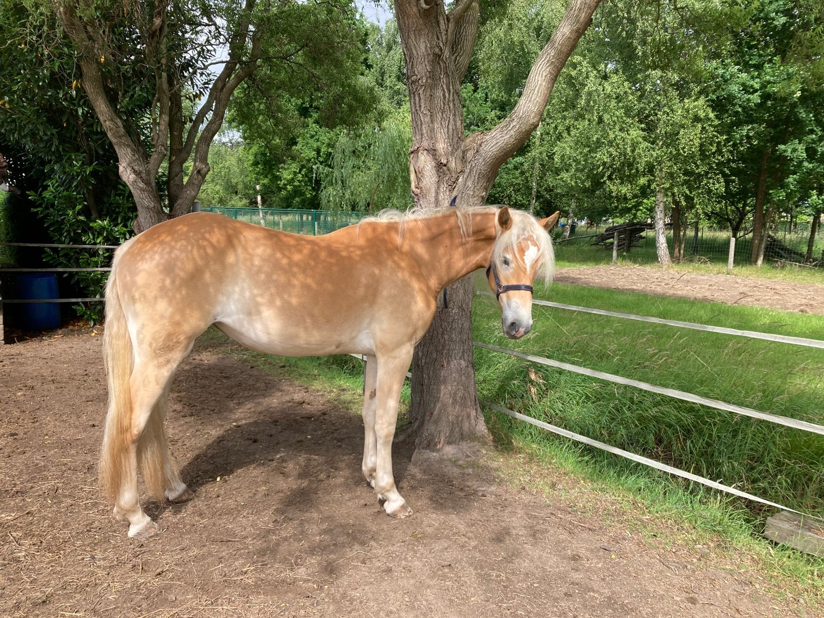 Te koop 3 jarige haflingermerrie, Dieren en Toebehoren, Paarden, Merrie