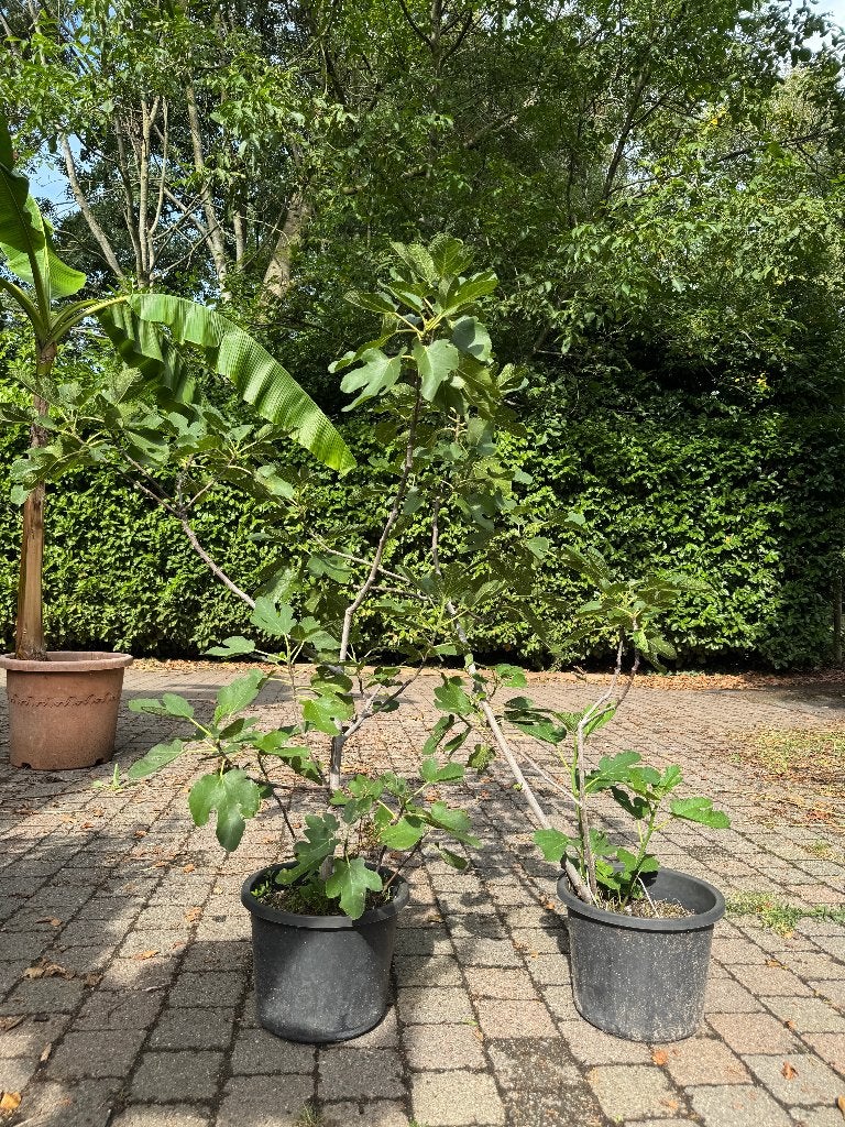2x vijgebomen, Tuin en Terras, Ophalen, Vaste plant, Overige soorten, Volle zon
