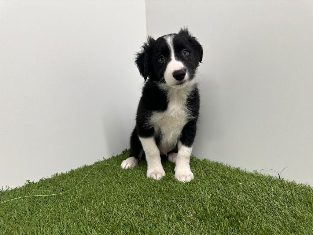 Border Collie pups