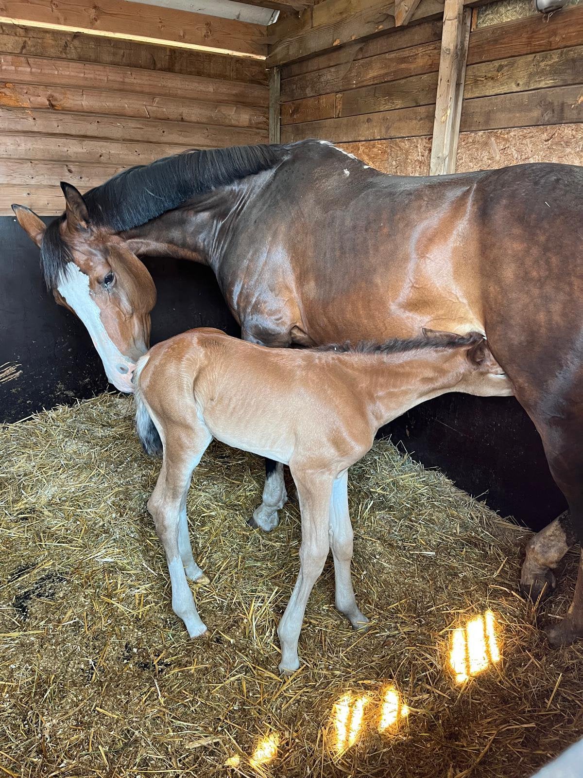 Fokmerrie met merrieveulen te koop, Z, 11 ans ou plus, Avec pedigree, 165 à 170 cm