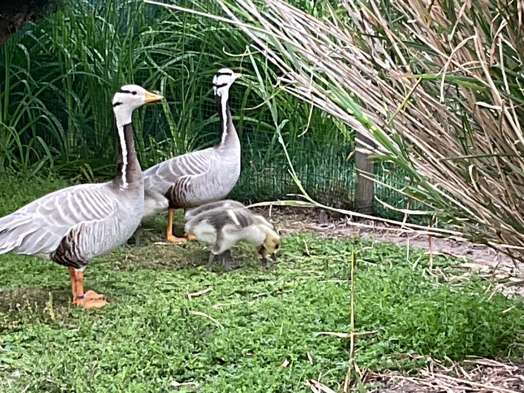 Eenden en ganzen, Meerdere dieren, Eend