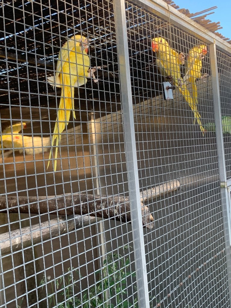 Lutino Alexander, Dieren en Toebehoren, Meerdere dieren, Parkiet, Geringd