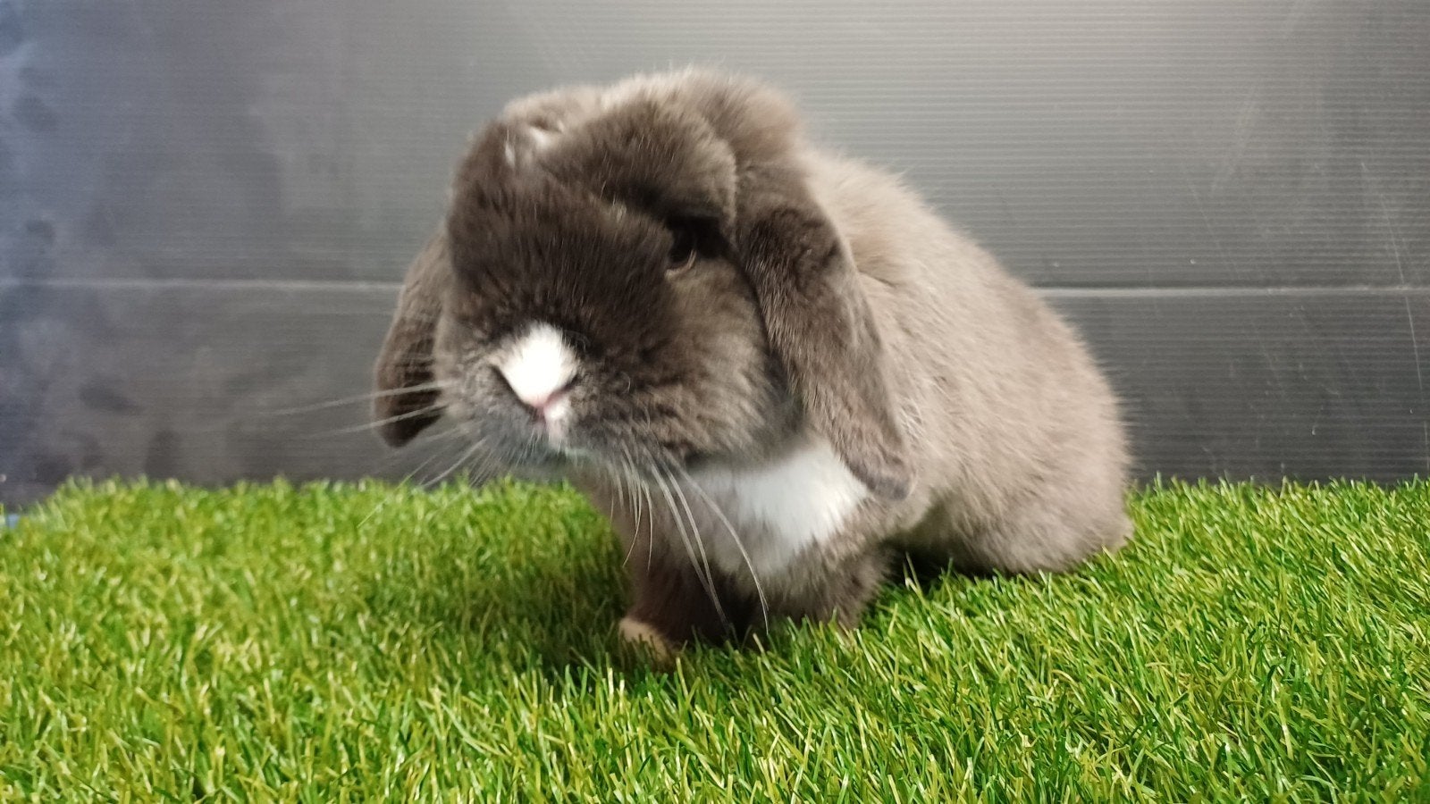 Zindelijke mannelijke minilop 1 jaar en stamboom, Dieren en Toebehoren, Mannelijk, Dwerg, Hangoor, 0 tot 2 jaar