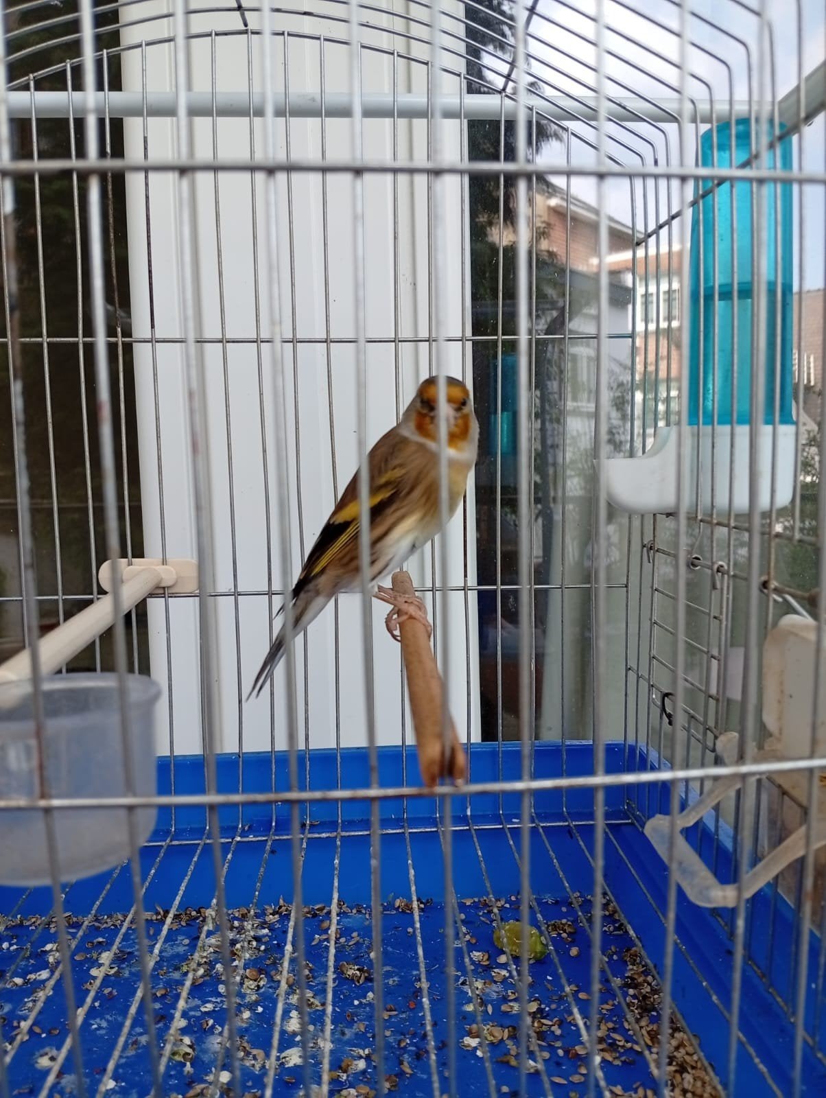 Mitise chardonnerets parava x raza espagnole 2025, Animaux & Accessoires, Oiseaux | Canaris