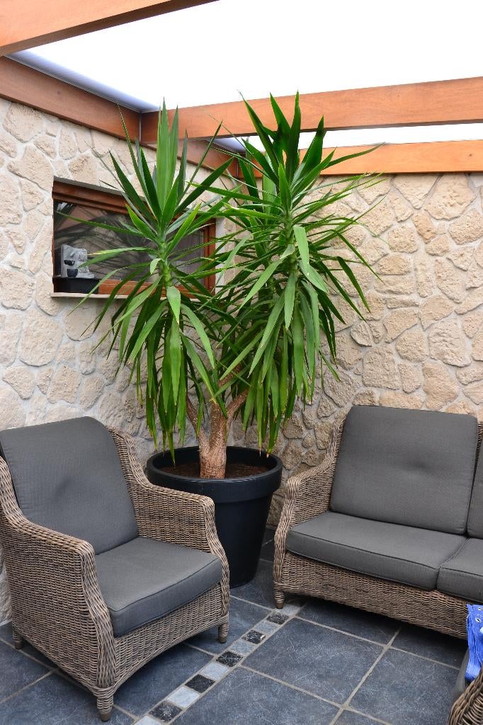 plante, Ophalen, Vaste plant