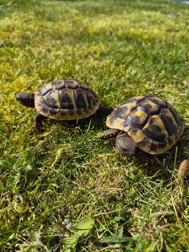 Schildpad, Dieren en Toebehoren, Schildpad, 0 tot 2 jaar