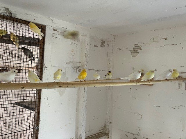 Kleurkanaries, Plusieurs animaux, Canari de couleur