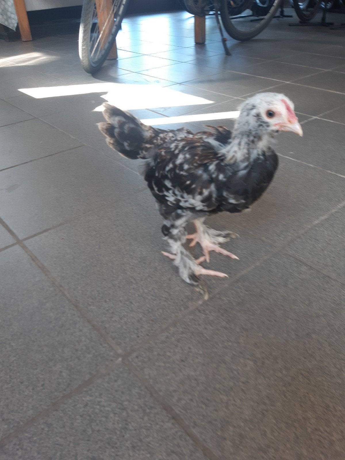 Jonge Duitse faverolles haan, Animaux & Accessoires