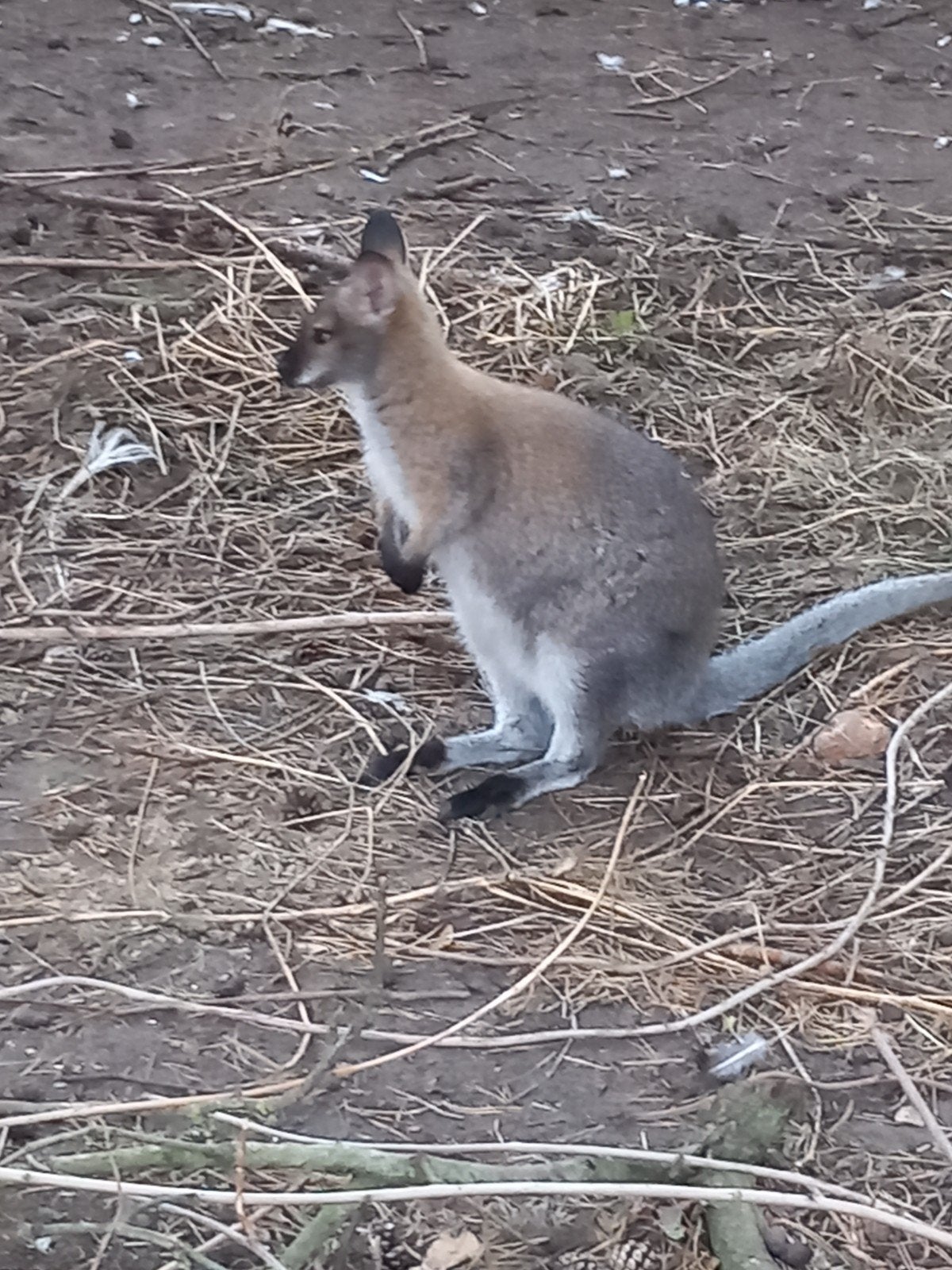 jong bennet wallaby vrouwtje, Dieren en Toebehoren, Februari, Vrouwelijk