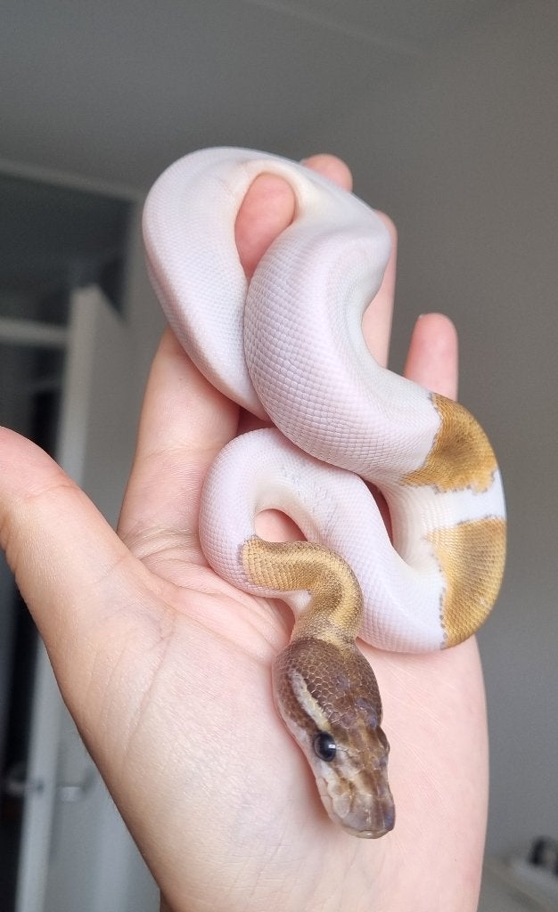 1.0 mojave piebald het lavender albino