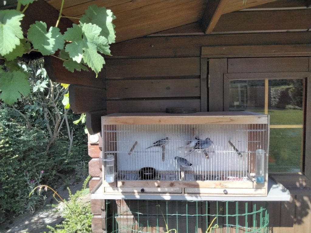 Diamantduifjes te koop, Plusieurs animaux