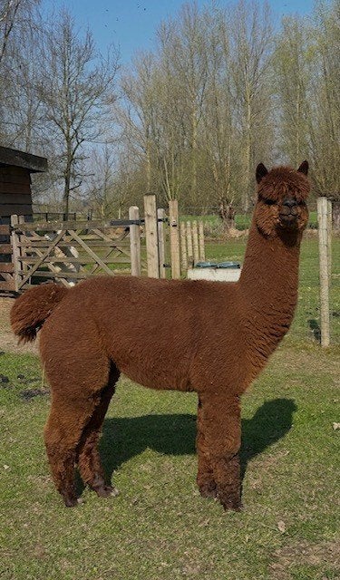 Bruine alpaca hengst beschikbaar ter dekking, Dieren en Toebehoren, Overige Dieren, Mannelijk, Augustus
