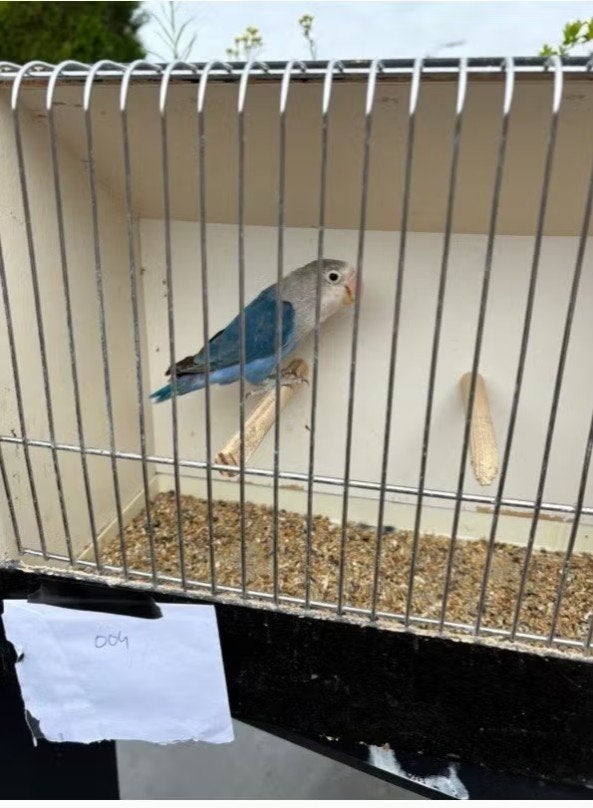 Fischerie 2026 à vendre, Femelle, Perroquet nain ou Inséparable, Bagué