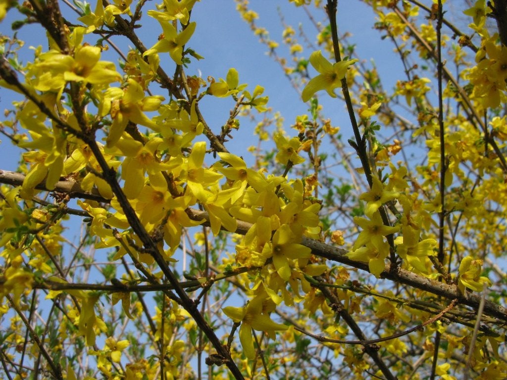 Forsythia (mimosa de Paris), Jardin & Terrasse, Enlèvement, Autres espèces, Arbuste, 250 cm ou plus
