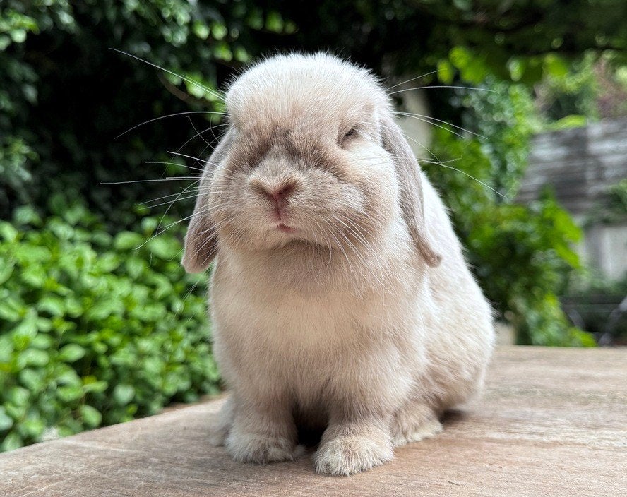 Kleine zeer lieve Minilop voedster zoekt 4-EVER levensmaatje, Dieren en Toebehoren, Konijnen, Vrouwelijk, Klein, Hangoor, 0 tot 2 jaar