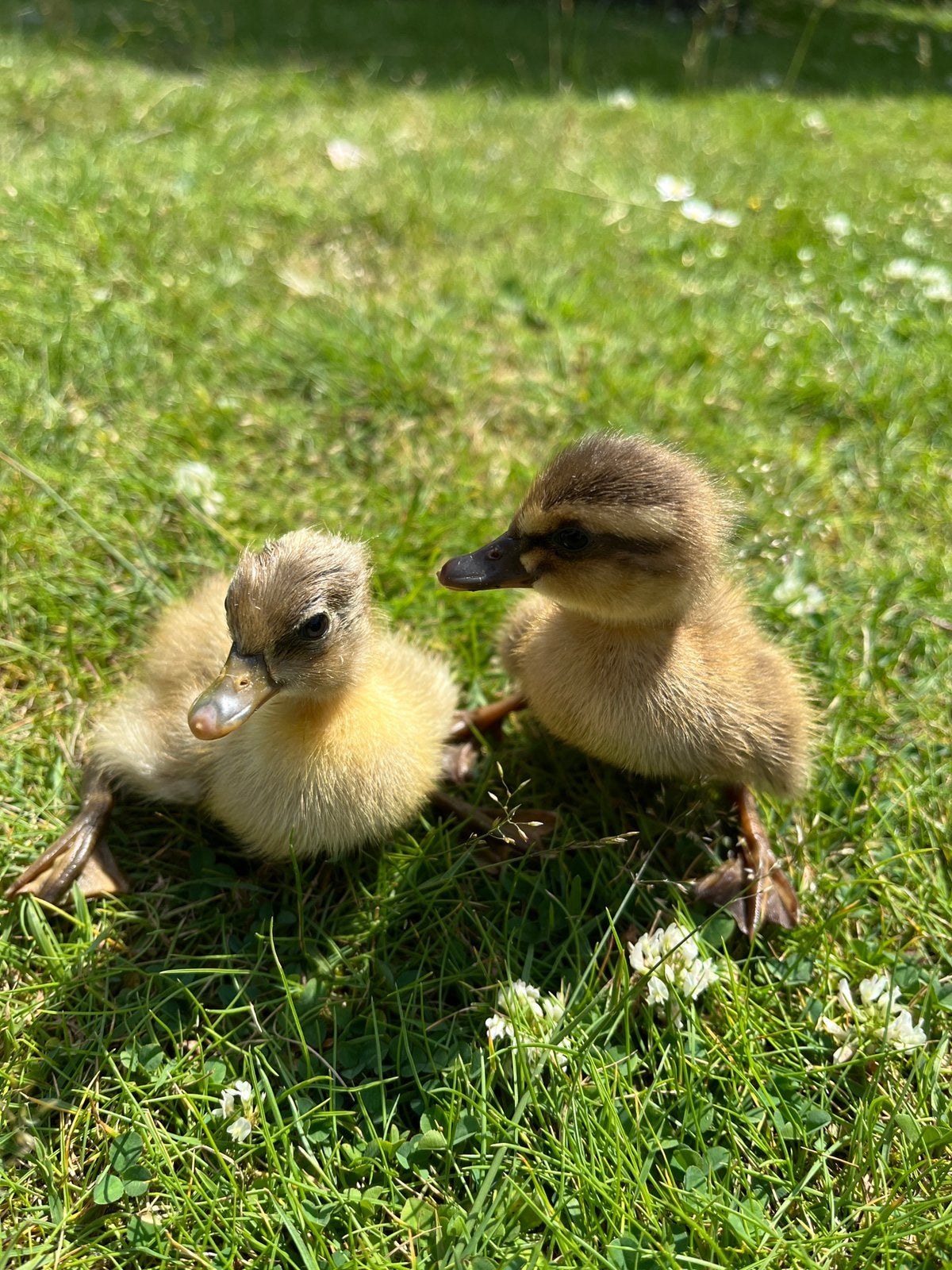 Kleine eendjes