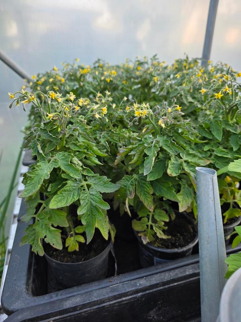 Tomatenplanten (kers, struik), Jardin & Terrasse, Plantes | Jardin, Annuelle, Plein soleil, Été, Enlèvement