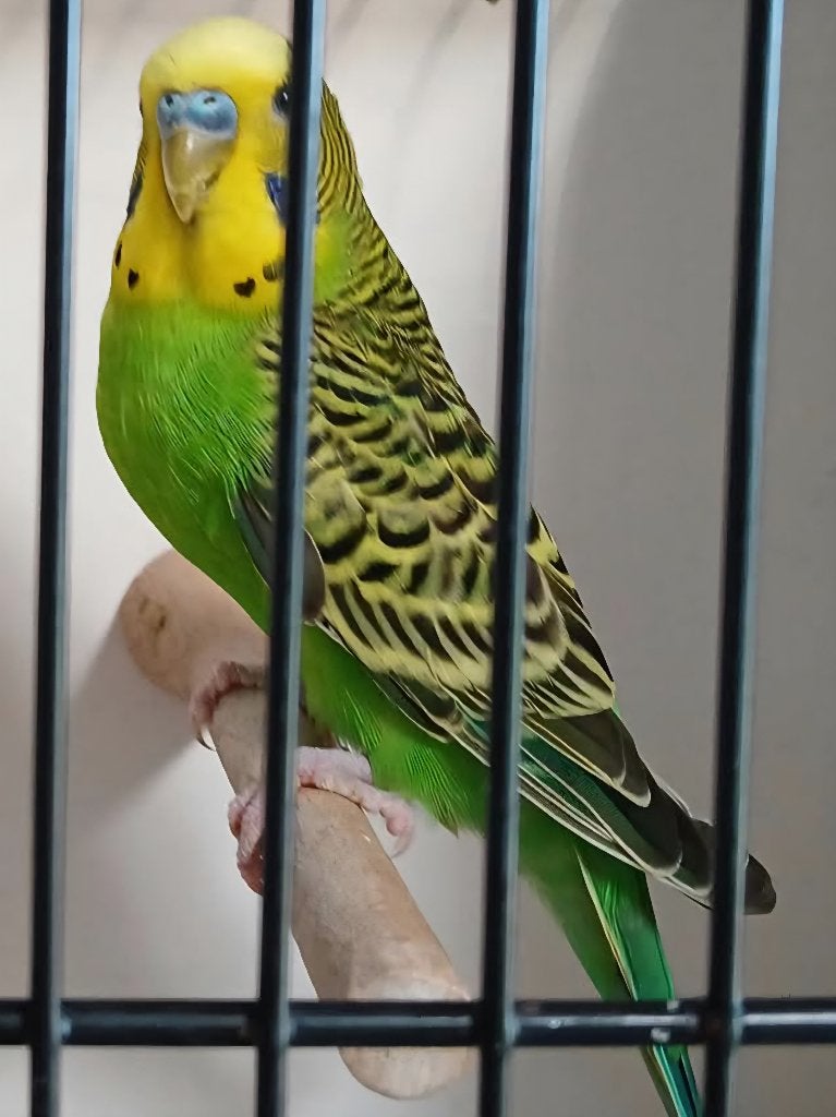 Zuiver groene wildkleur grasparkieten, Plusieurs animaux, Perruche, Bagué