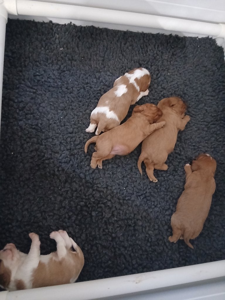 cavalier king charles, Dieren en Toebehoren, Honden | Retrievers, Spaniëls en Waterhonden, Meerdere dieren, Overige rassen, Particulier