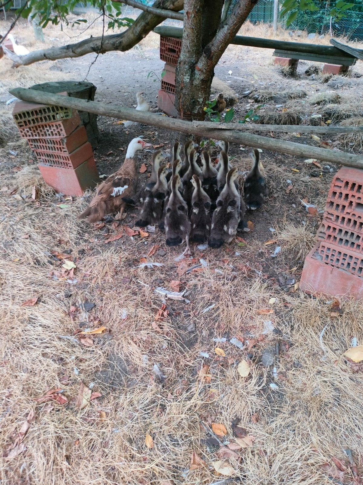 barberie kuikens, Dieren en Toebehoren, Pluimvee
