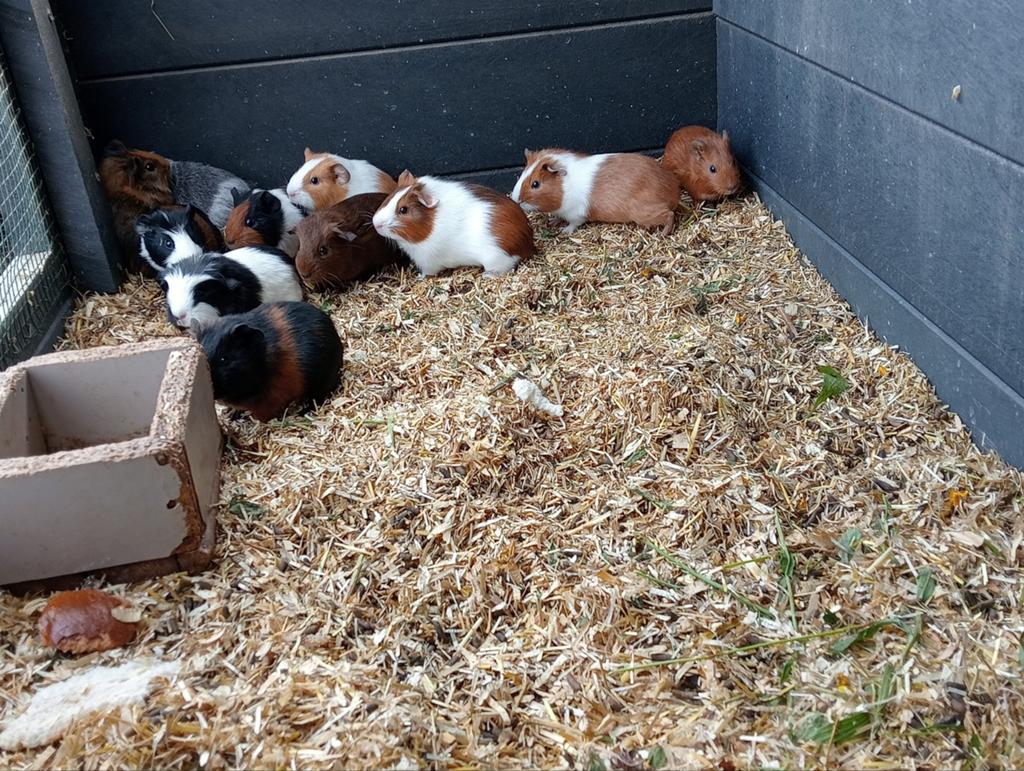 Jonge cavia beertjes, Dieren en Toebehoren, Cavia, April, Meerdere dieren, Tam
