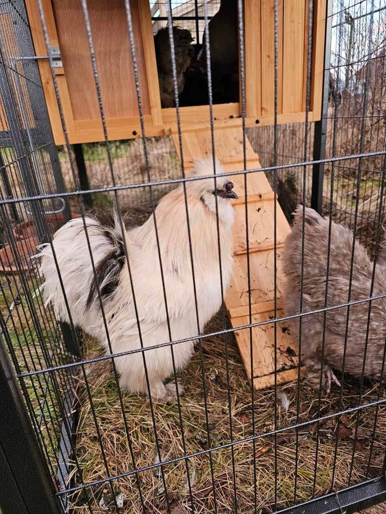 Zijdehoen haan, Dieren en Toebehoren