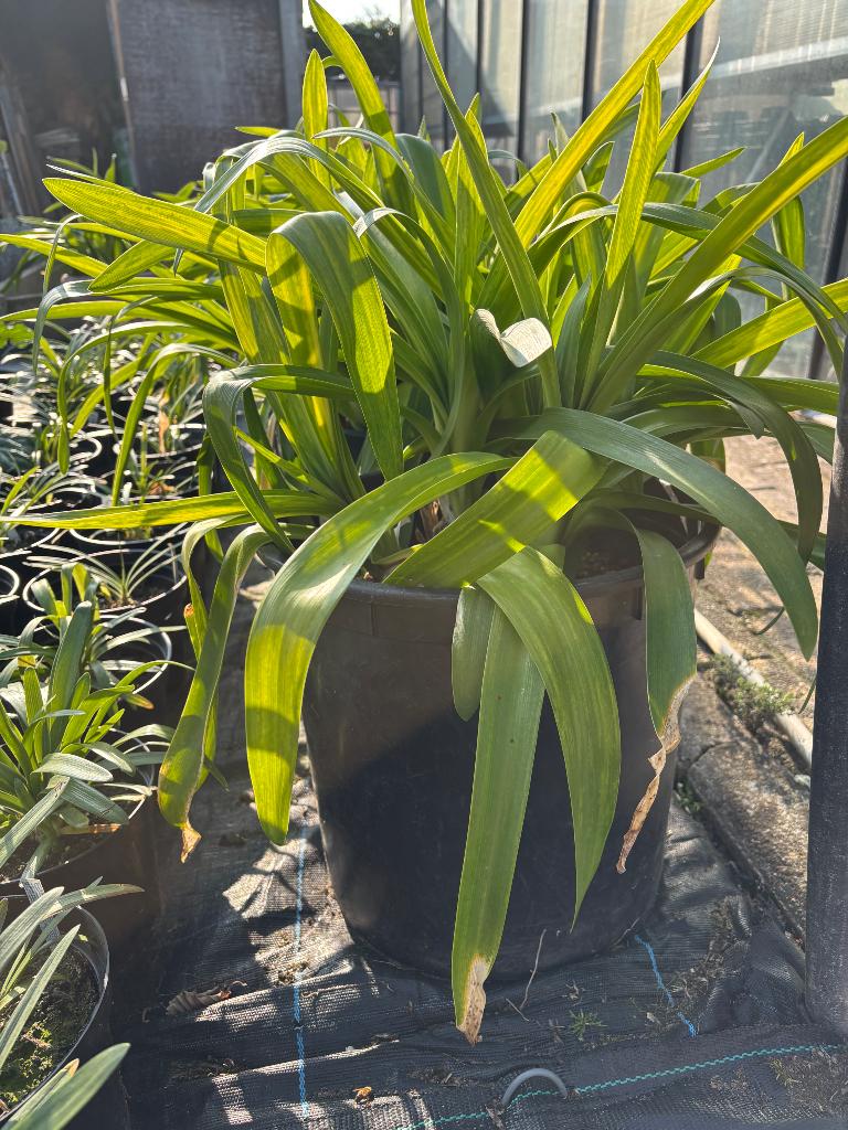 Agapanthus: groot, Tuin en Terras, Ophalen