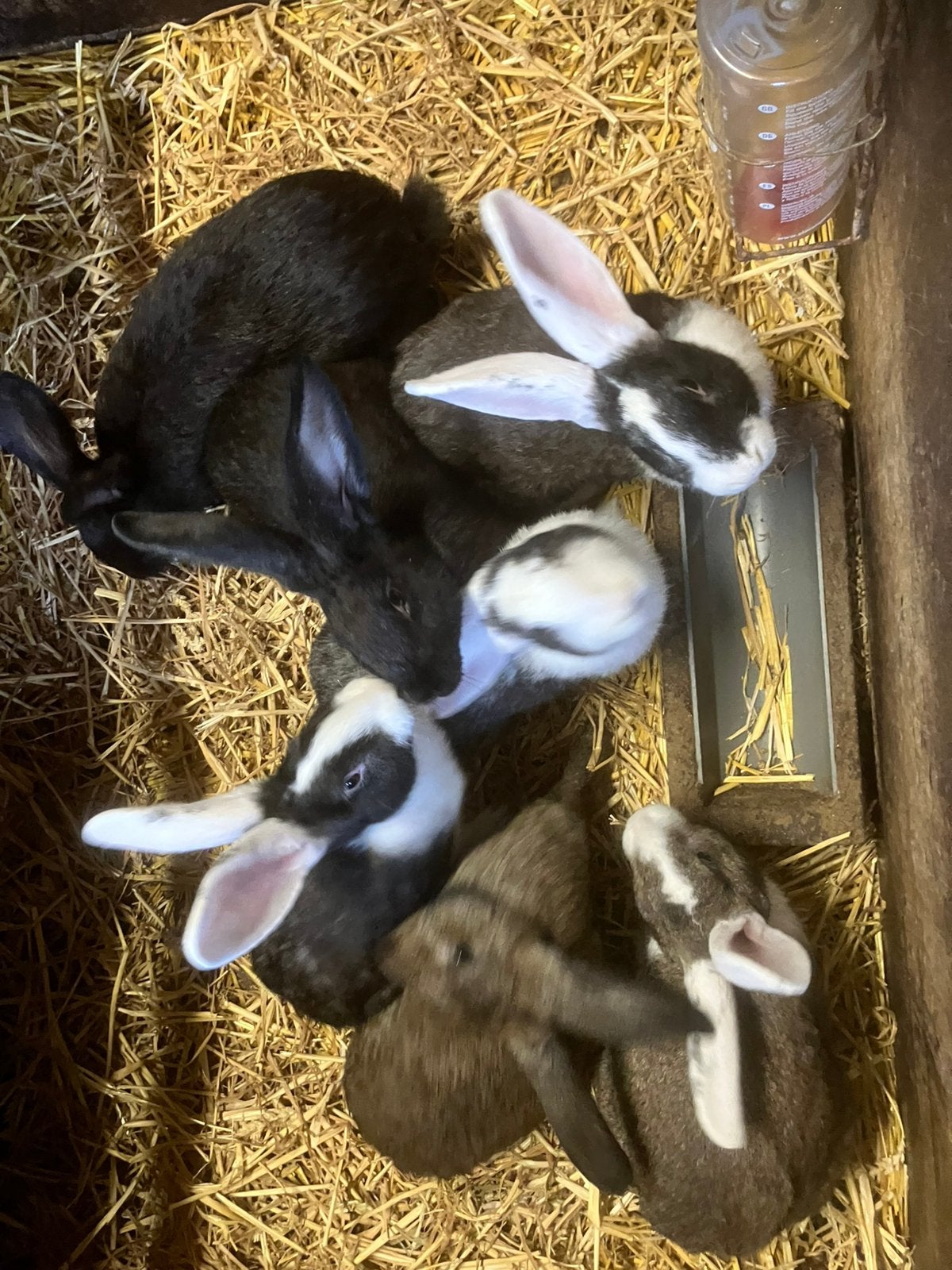 Vlees konijnen te koop, Dieren en Toebehoren