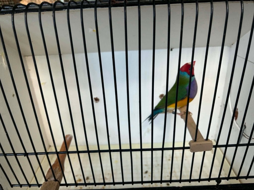 homme amandin, Mâle, Oiseau tropical