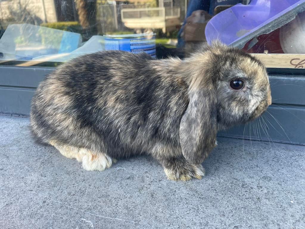 Minilop konijntje, Dieren en Toebehoren