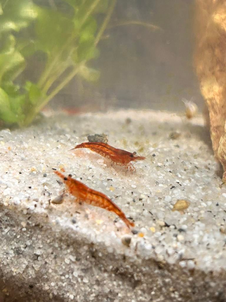 Garnaaltjes te koop Brugge, Dieren en Toebehoren, Vissen | Aquariumvissen